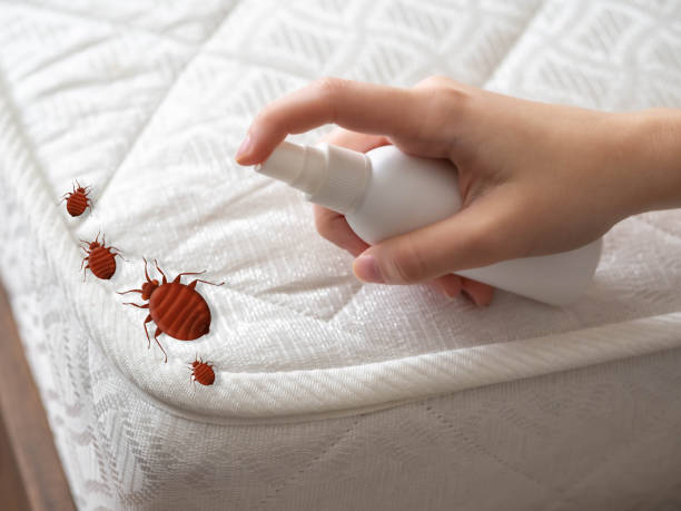 Professional Pest Control in San Castle, FL