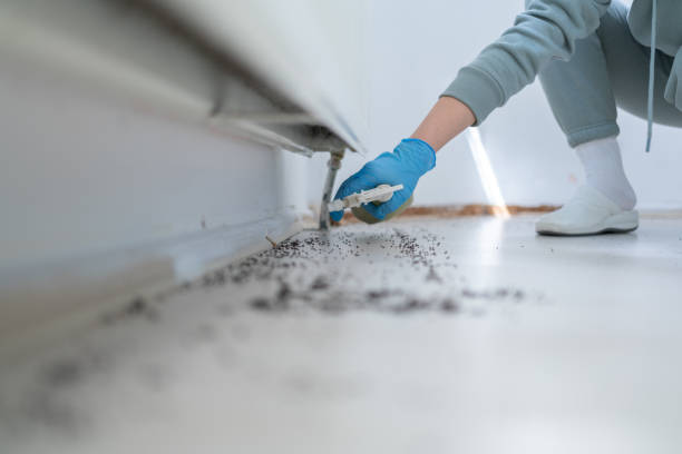 Best Flea Control Services  in San Castle, FL